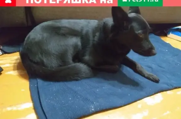 Пропала собака в Дзержинске, срочный репост!