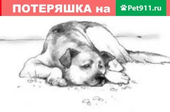 Собака-потеряшка найдена в Москве, Черкизовском пруду.