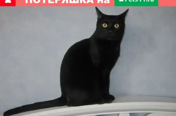 Объявления о пропавших и найденных животных, Сосновка, фото: Пропала кошка Кузя в деревне Садовая, Борский округ.