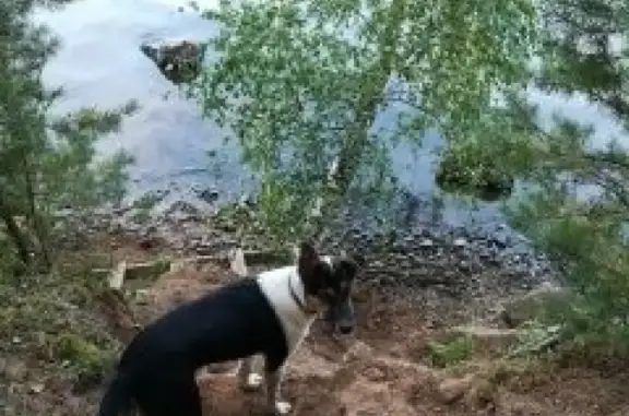 Собаки потеряшки, Метеор Снт, фото: Потеряшка собака в Сергиев-посадком, д. Шарапово, СНТ Метеор