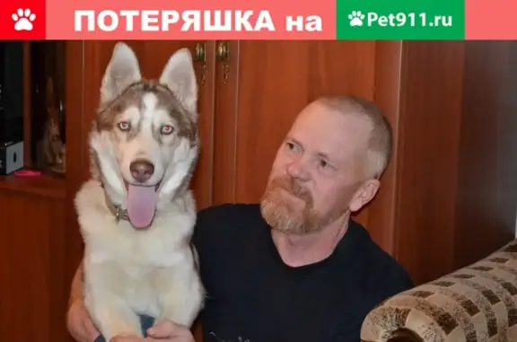 Потерянные животные Отрадный, фото: Пропала собака в поселке Отрадный, Ярославская область.