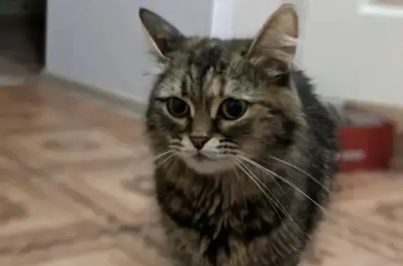 Найдена домашняя кошка на ул. Хайдара Бигичева 9