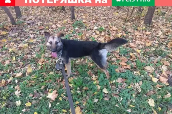 Найдена собака в Мытищах на улице Тайнинской