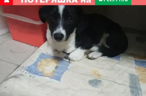 Собака найдена в Энгельсском районе, Саратовская область (28 символов)