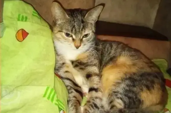 Кошки потеряшки, Ярославль, фото: Потеряшка кошка в Дзержинском районе Ярославля