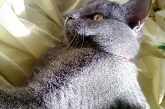 Кошки потеряшки, Тамбов, фото: Потеряшка кошка на улице Студенецкой, 29