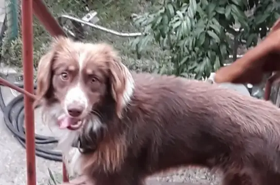 Пропала собака в Новочеркасске