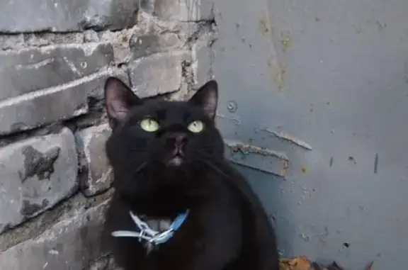 Найден черный кот с ошейником в Приокском районе