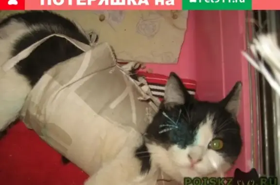 Спасите Кнопочку: бездомная кошка ищет дом в Краснодаре (ул. Ленина, 70)