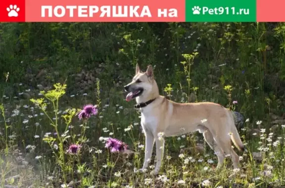 Пропала собака в СПб, Старо-Паново: ищут маленького пса Дина без чипа и клейма.