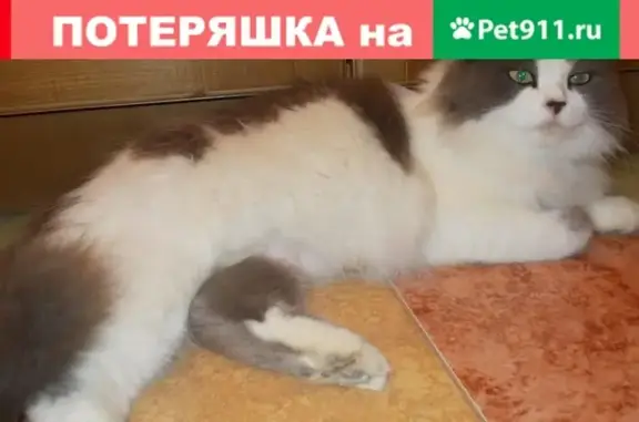 Кошки потеряшки, Ундоровское, фото: Потеряшка кошка Мари в деревне Городищи, Ульяновская область