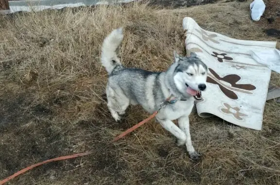 Пропала собака в поселке Западный, Сибирский хаски с ярко синим ошейником