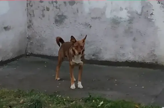 Найдена собака на ул. Лермонтова, Королёв