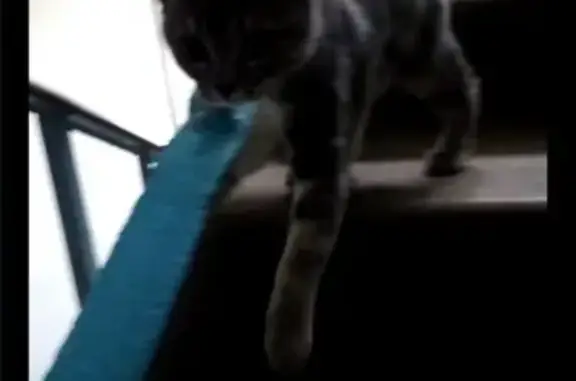 Найден мраморный котенок в Челябинске