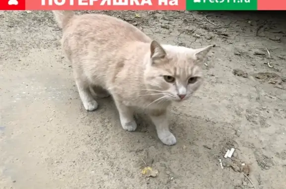 Найден домашний котик в Волжском, Волгоградская область