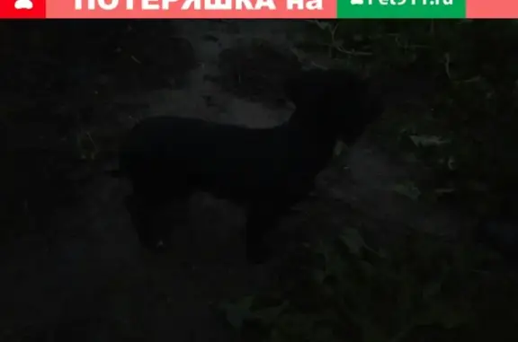 Найдена собака в СНТ Поляна, Гагаринский район