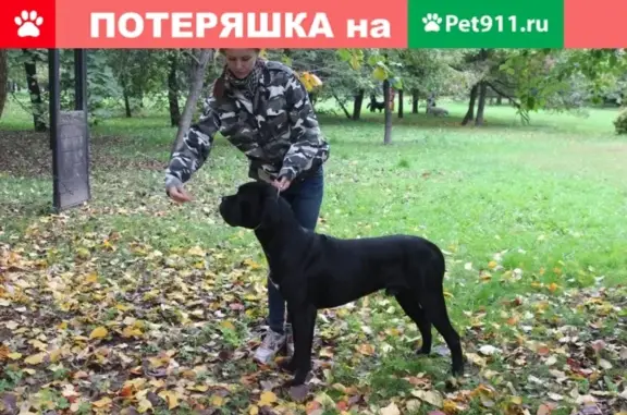Пропала собака Ирос в деревне Городище, Переславль-Залесский городской округ, Ярославская область