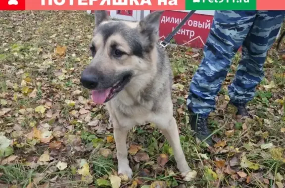 Найден пес на ул. Комарова, 3 в Мытищах