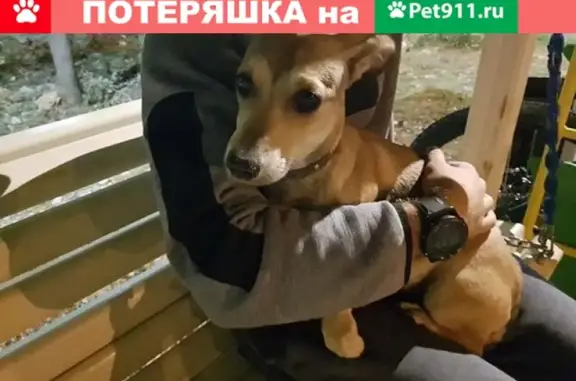 Найдена собака в Севастополе на ул. Комбрига Потапова
