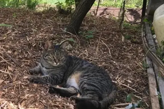 Кошки потеряшки, Юматовский сельсовет, фото: Потеряшка кошка Соня в деревне Юматово, Уфимский район