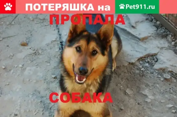 Пропала собака в Бобровском (Свердл. обл.)