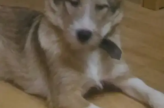 Найдена ласковая собака в деревне Черново