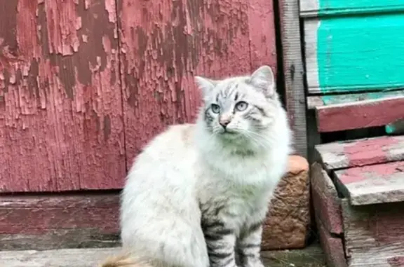 Пропал кот Бася в Ленинском районе Московской области