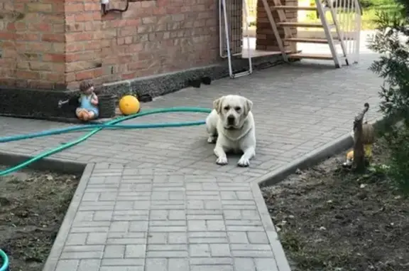 Пропала собака Боня в Новочеркасске