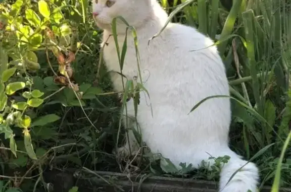 Пропала кошка Васька, белого окраса с желто-зелеными глазами. Тверь, микрорайон Соминка.