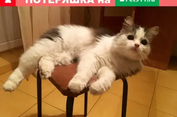 Пропал кот Филя на улице Суворова, Калуга