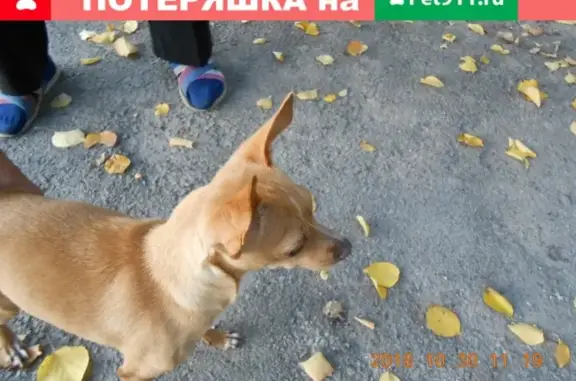 Найдена ласковая собака в Батайске