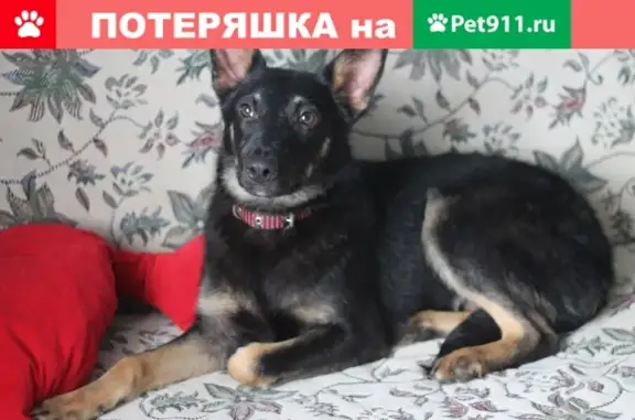 Пропала собака в Серафимовиче - помогите!