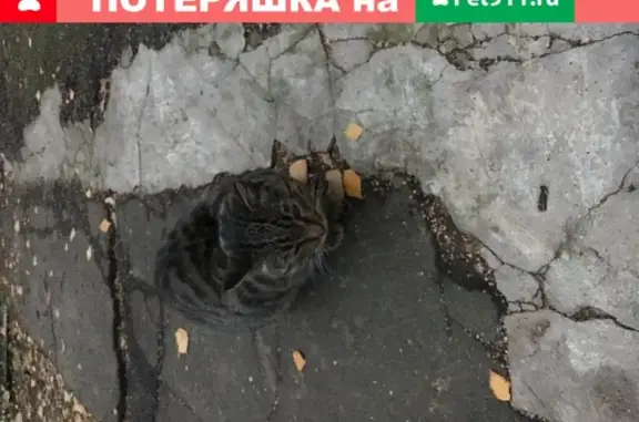 Кошка на улице Арцимовича, боится людей.