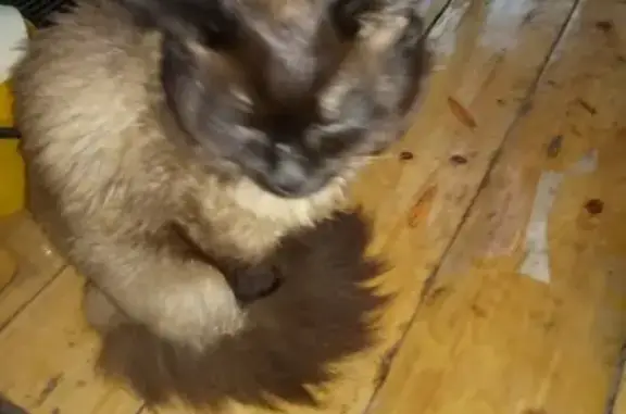 Кошки потеряшки, Сингапай, фото: Потеряшка кот Том в СНТ Дорожник, Нефтеюганский район, ХМАО