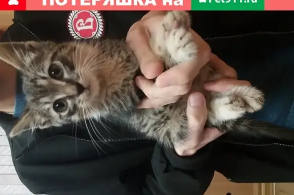 Найден котенок в Серпухове