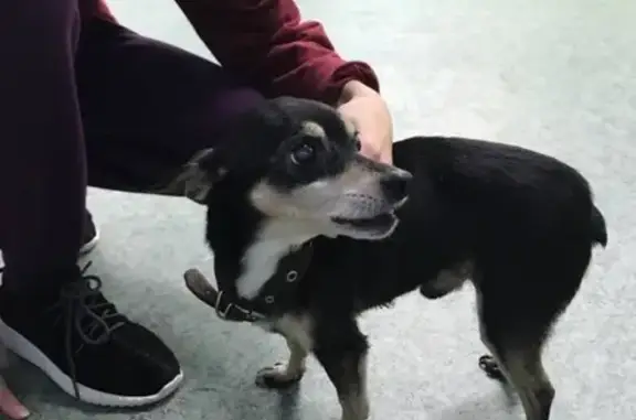 Собака найдена на Лужской улице в СПб