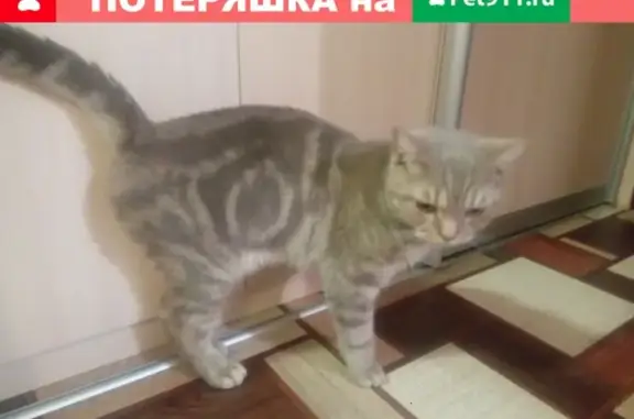 Найден молодой котик в Среднеуральске
