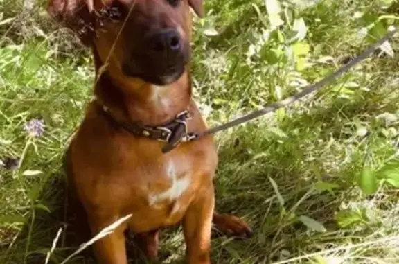 Пропала рыжая собака в Людиново, Калужская область