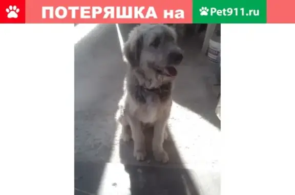 Найден щенок на ул. Т. Шевченко в Севастополе