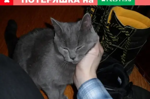 Найдена кошка на улице Растопчина, дом 35