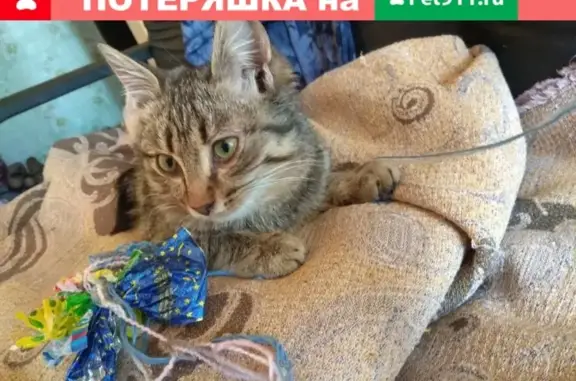 Найден котик в Ижевске, отдам в добрые руки (Удмуртская Республика)