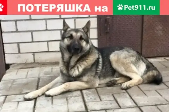 Пропала собака в Пскове, нужна помощь