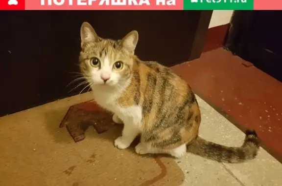 Найдена ласковая кошка на ул. Соловьиный, Москва
