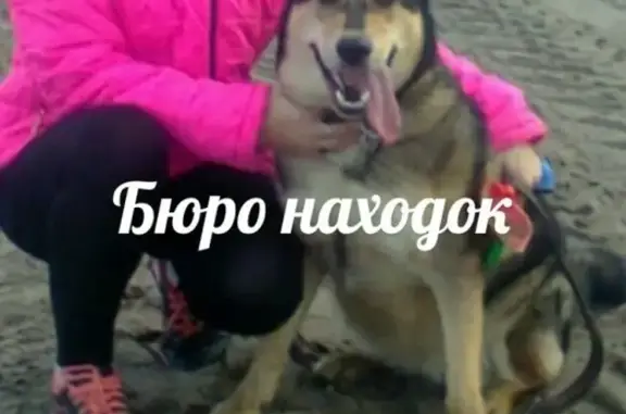 Пропала собака Маня, район Воронина, Архангельск