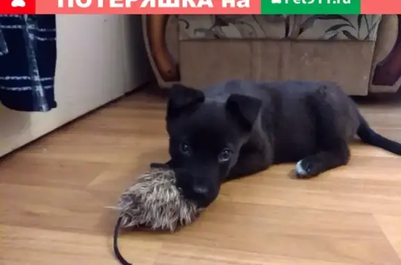 Пропал щенок на улице Козуева 66, вознаграждение за находку.