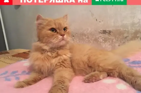 Найдена кошка в Барнауле, ищет новый дом