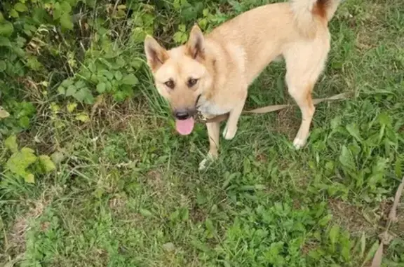 Пропала собака на Ключевском шоссе, зовут Стёпа
