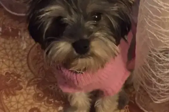 Собаки потеряшки, Ульяновск, фото: Потеряшка собака в Ульяновске на улице Крымова