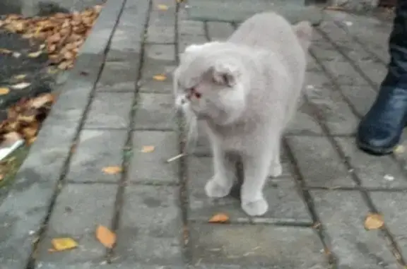 Найден котик на улице Кожара, 36!