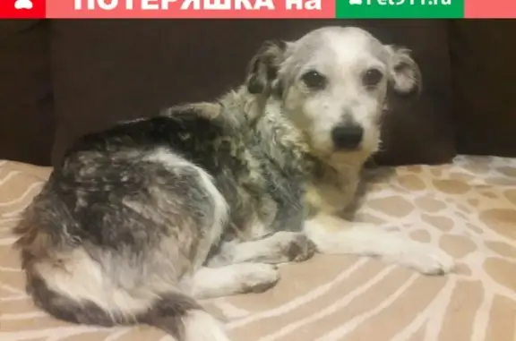 Найдена собака возле Текучевского моста, ищем хозяев!